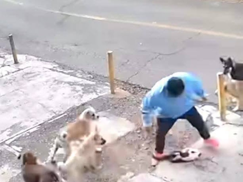 “El maltrato animal es un delito sancionado”: Gobernadora