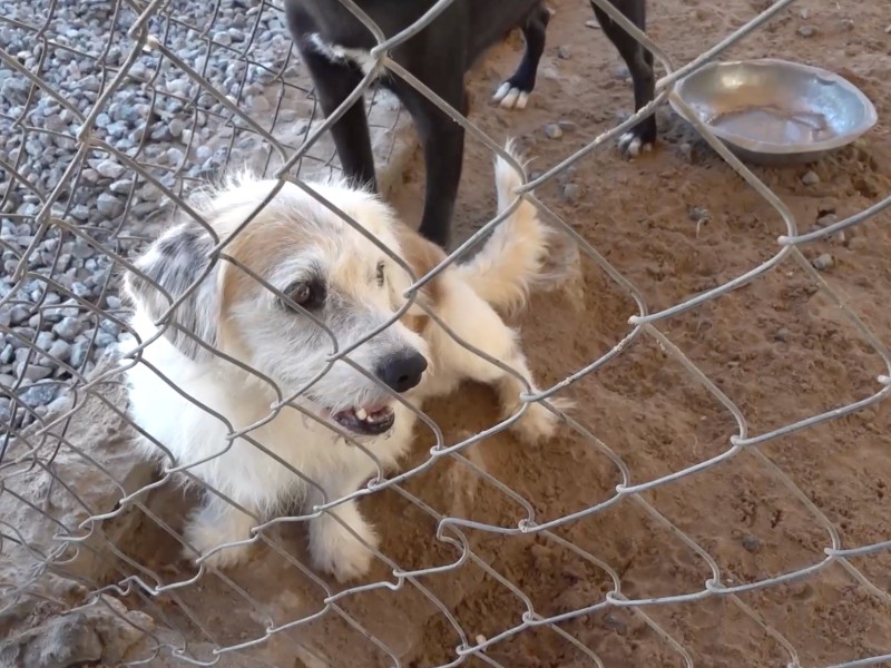 El maltrato animal se castiga con cárcel en Sonora