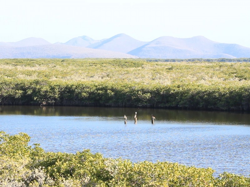 El Mangle, el oro verde de la bahía de Topolobampo