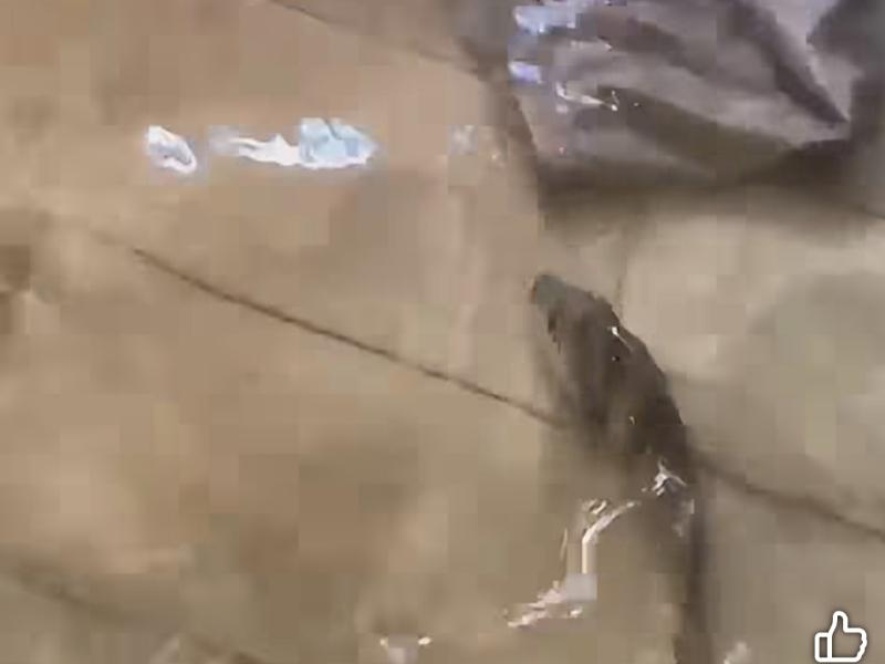 ¡El mar vuelve a golpear a El Colorado! Mareas altas inundan viviendas