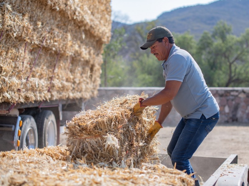 El Marqués arranca la entrega de pacas de forraje