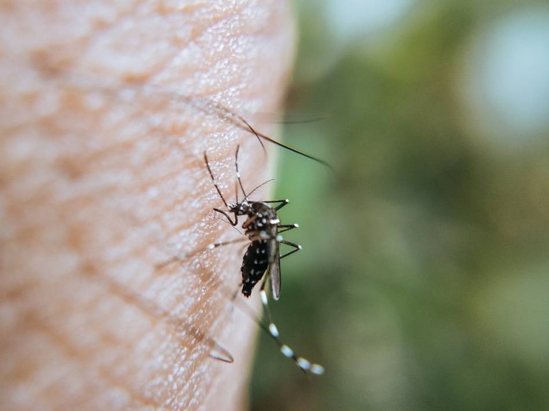 El municipio de Veracruz registra 450 casos de dengue