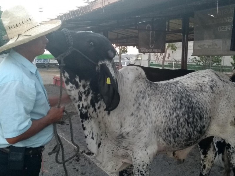 El orgullo de ser amansador de ganado