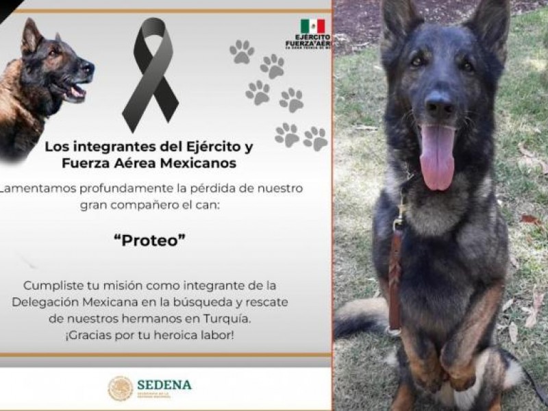 El perro rescatista “Proteo” murió por frío intenso: Sedena