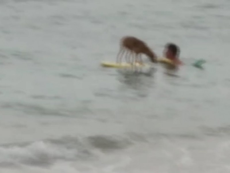 El perro y el cachorro de león