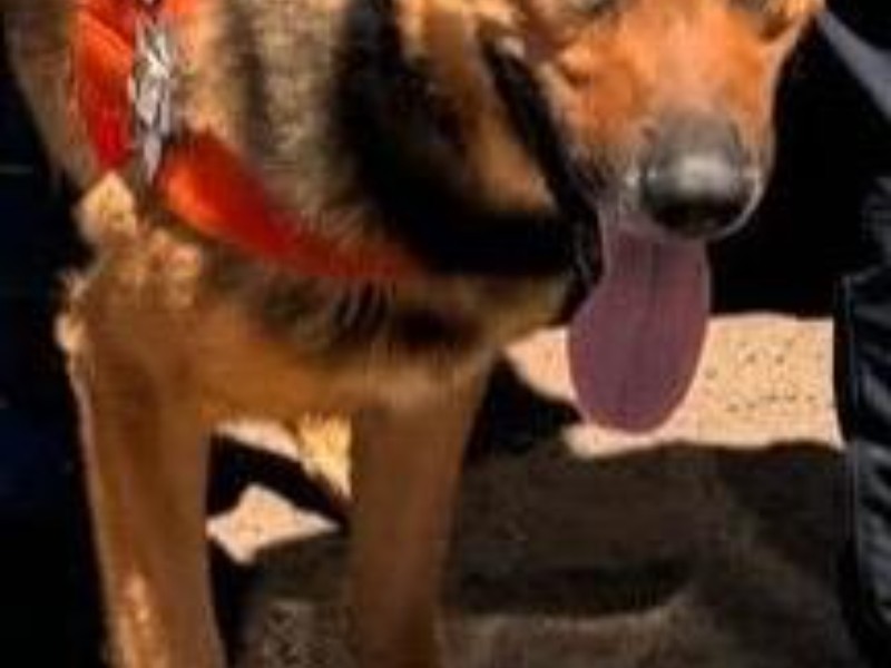 El perro Zeus participa en la captura de un narcomenudista