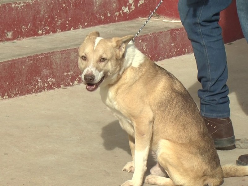 El próximo domingo inicia Jornada Nacional Antirrábica Canina y Felina