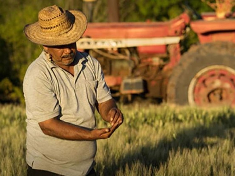 El régimen simplificado de confianza afecta al productor agrícola