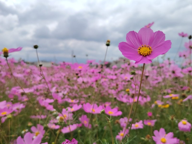 El regreso del mirasol rosa pinta de color los campos mexiquenses