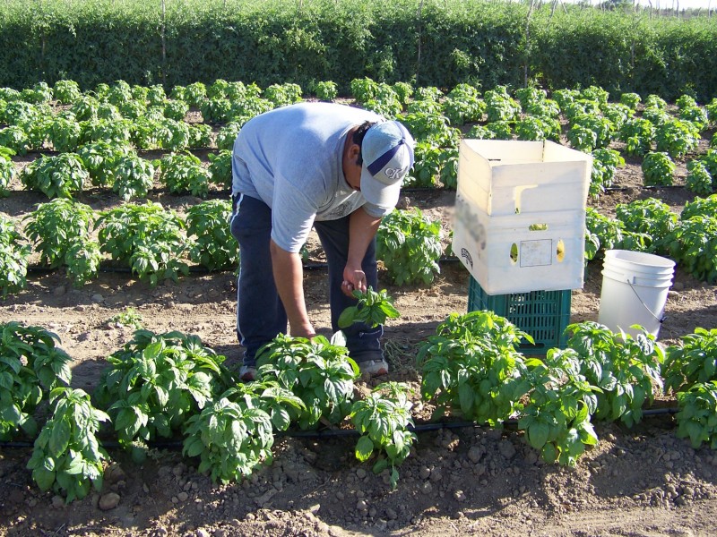 El riesgo que corre la industria agroalimentaria de Oaxaca