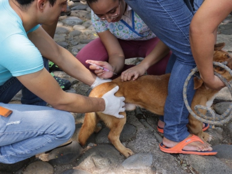 El sábado habrá jornada veterinaria en Ciudad Universitaria