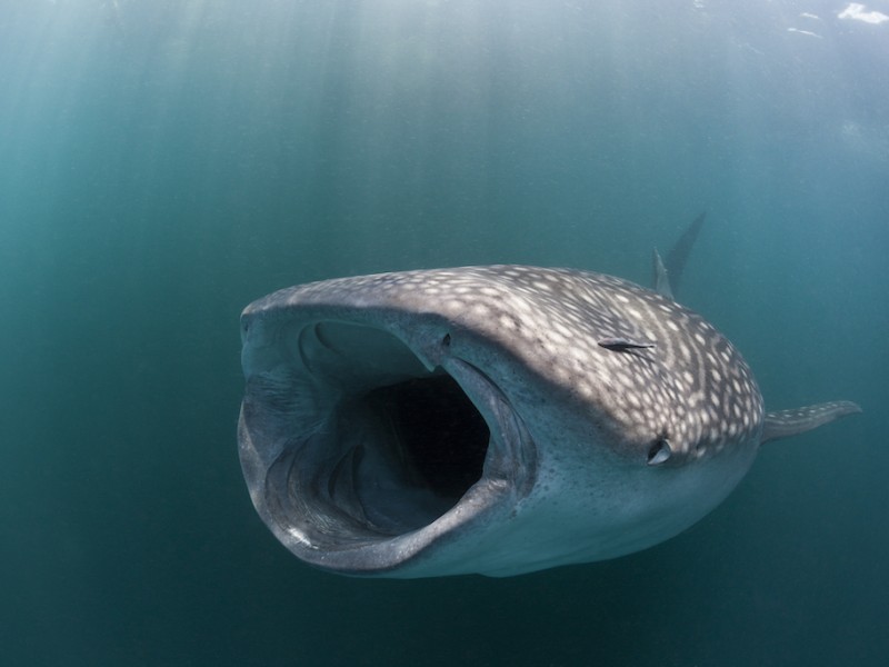El tiburón ballena es denominado “pez más grande del mundo”