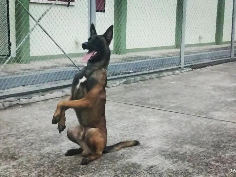 El valor de los binomios caninos en las fuerzas armadas