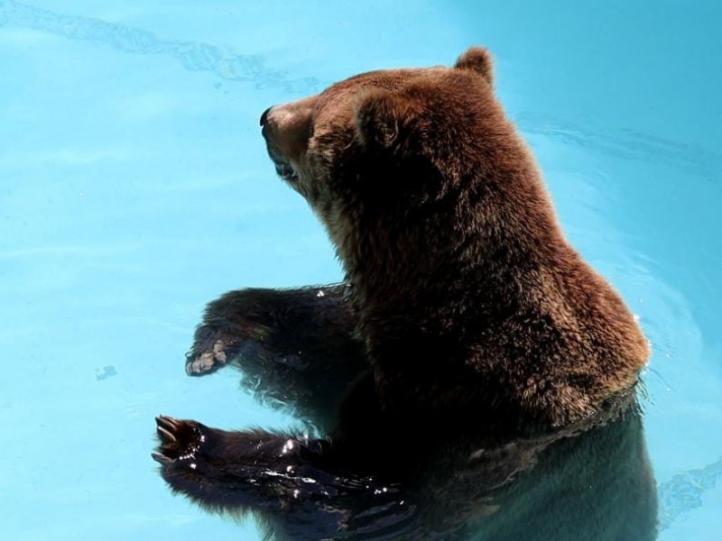 El Zoológico de Morelia alberga a 3 especies de osos