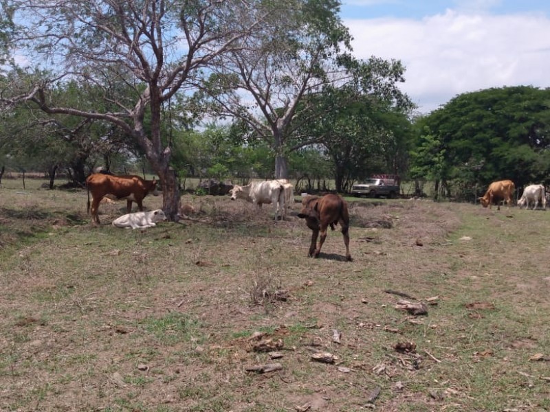 Elaboran proyecto de procesadora de carne estatal