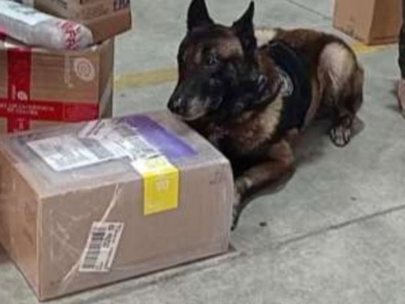 Elementos K-9 detectan drogas en Poza Rica