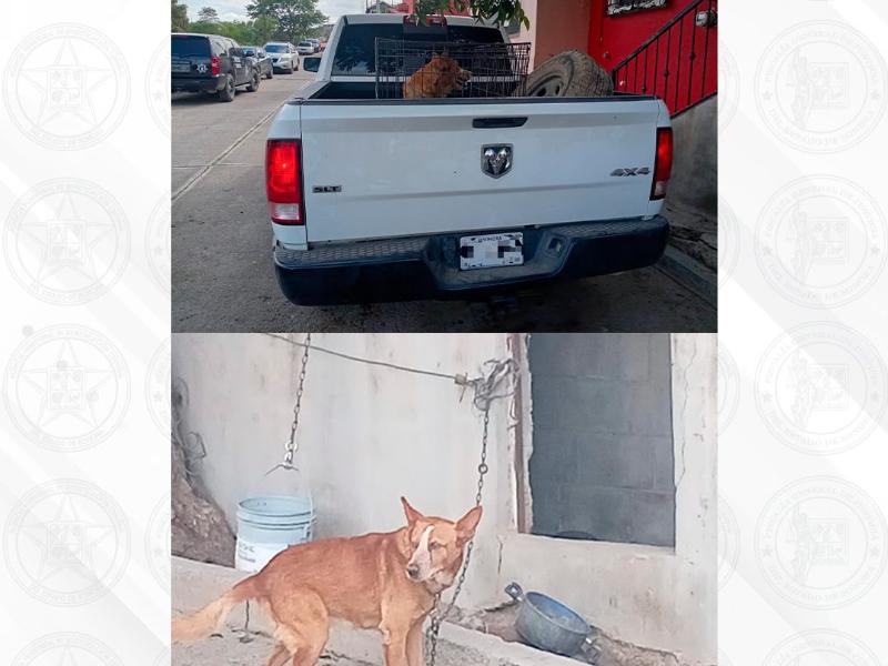 Elementos Ministeriales garantizan resguardo y atención veterinaria a canino rescatado
