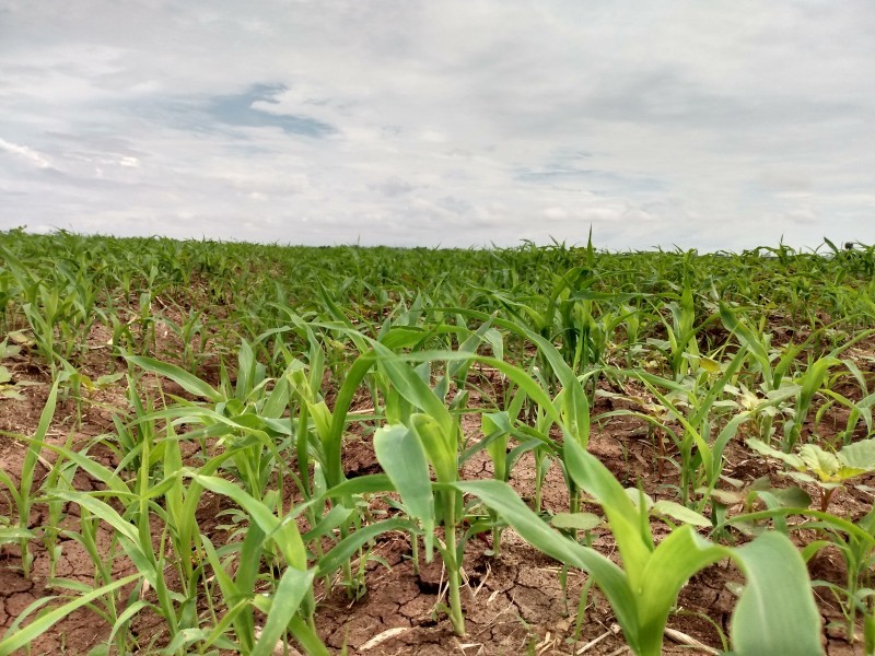 Elevados costos de insumos impactarán a sector agrícola