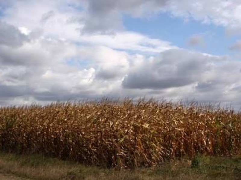 Elevados costos de producción impacta sector agrícola