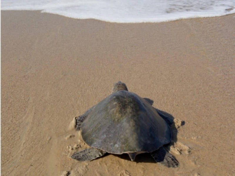 Eliminación de fondos económicos complicará conservación de la tortuga marina