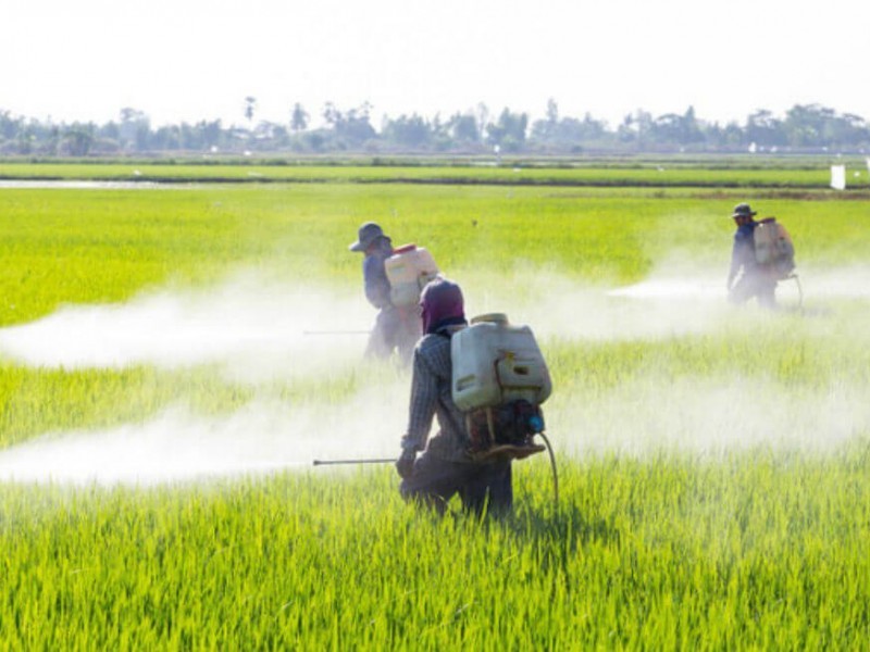 Eliminación del glifosato en campos agrícolas es por precaución