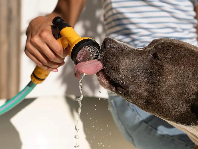Ellos también sufren:así afecta a tu mascota el calor