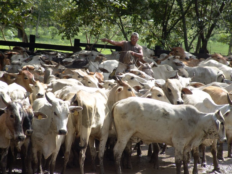 Embargan en Chiapas más de 200 bovinos