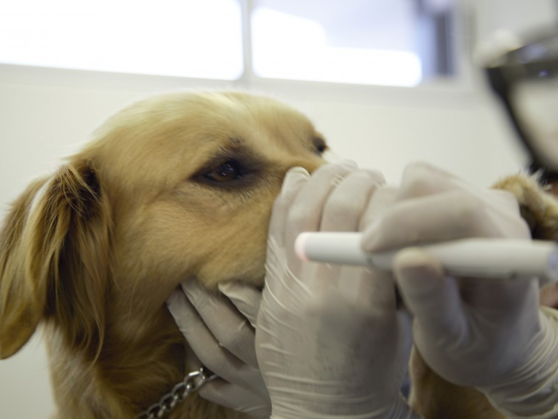 Emite Agricultura recomendaciones para detectar contagio de Coronavirus en animales