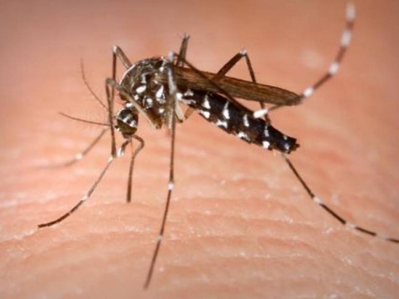 Emite SESEQ recomendaciones por Zika Y Chikungunya