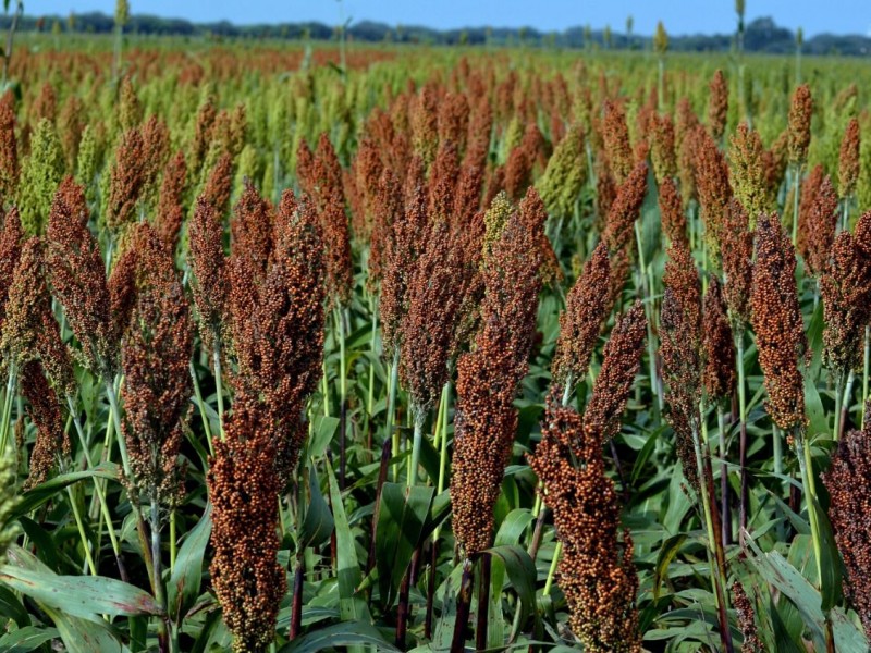 Emiten primeros permisos para la siembra de Sorgo en Sinaloa