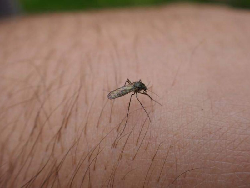 Emiten recomendaciones preventivas contra dengue en temporada vacacional