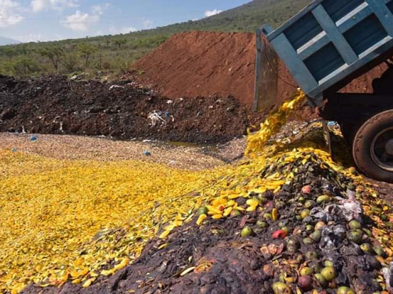 Emiten sanciones tras detectar tiraderos clandestinos de mango