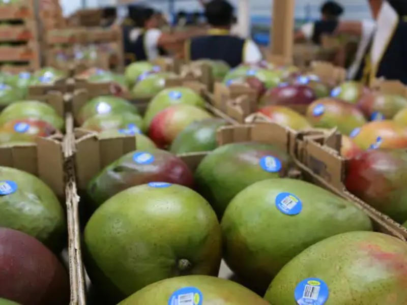 Empacadoras se preparan para inicio de temporada de mango