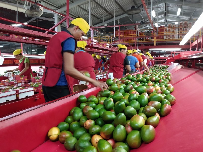 Empacadoras se preparan para temporada de mango en el norte de Sinaloa