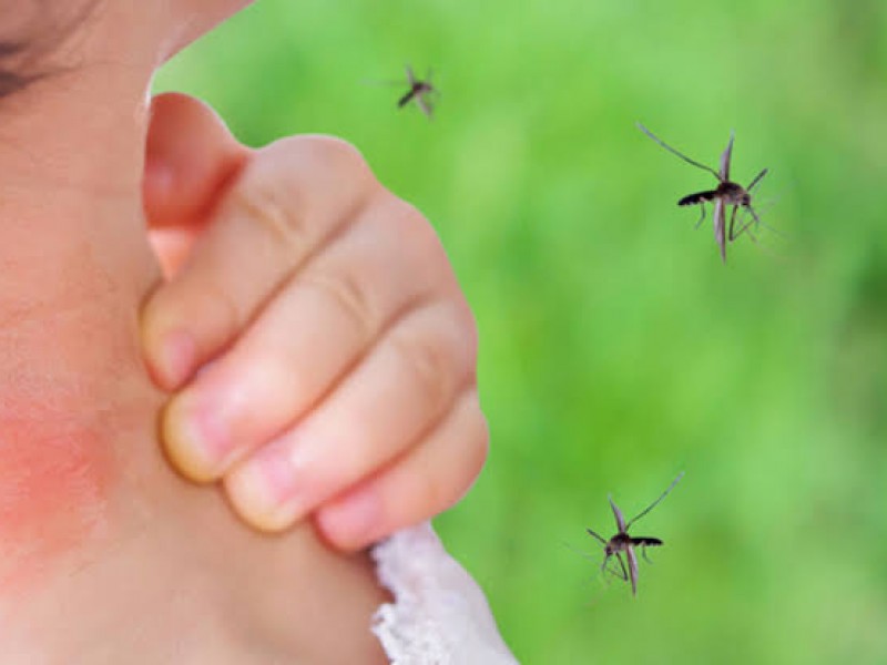 Empalme continua sin casos positivos de dengue