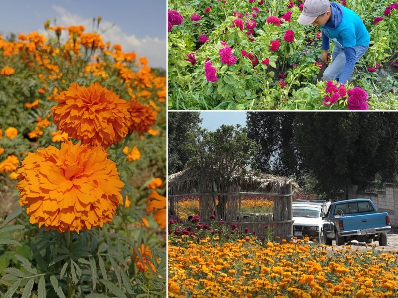 Empieza comercialización de flor de muerto a orilla de carretera