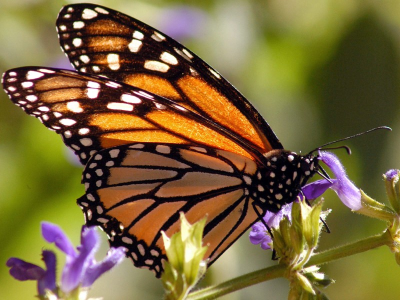 Empieza la llegada de mariposa monarca a México