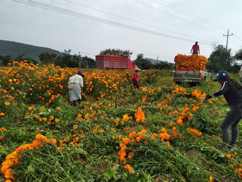 Empieza la venta de flor de cempasúchil en Huaquechula
