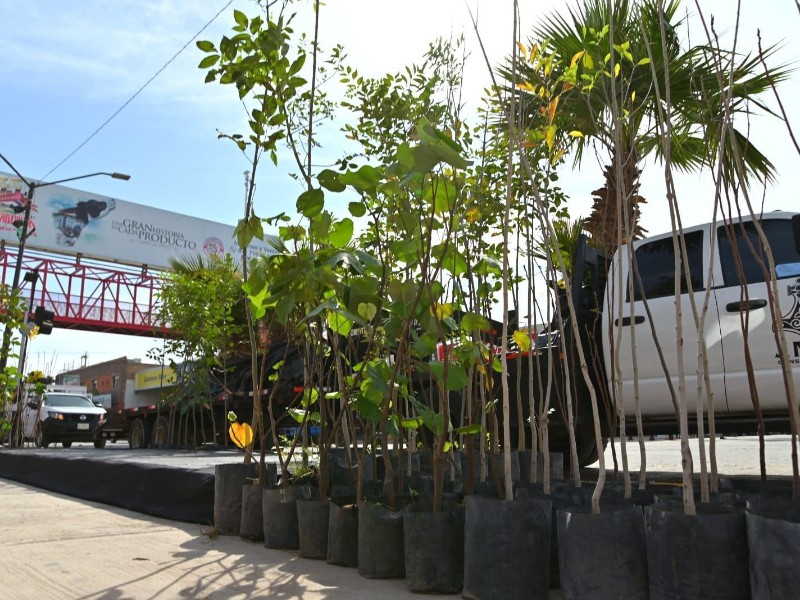 Emprenden campaña de reforestación en el municipio de Gómez Palacio