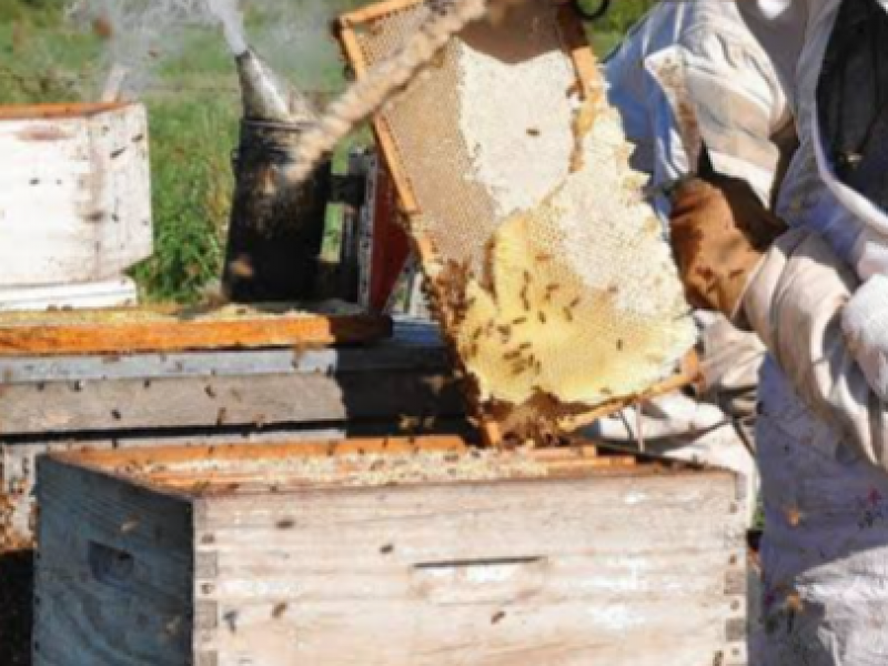 Empresa privada pierde embarque de miel, afectadas 500 familias