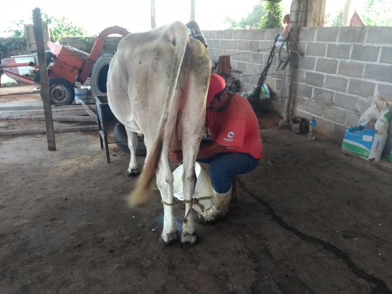 Empresas pagan costos bajos a productores de leche