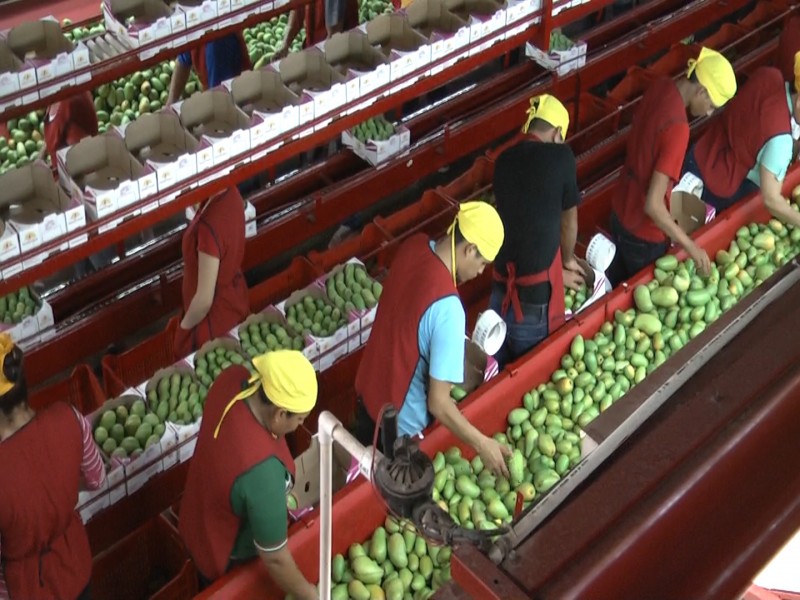 En 15 días iniciarán primeras cosechas de mango