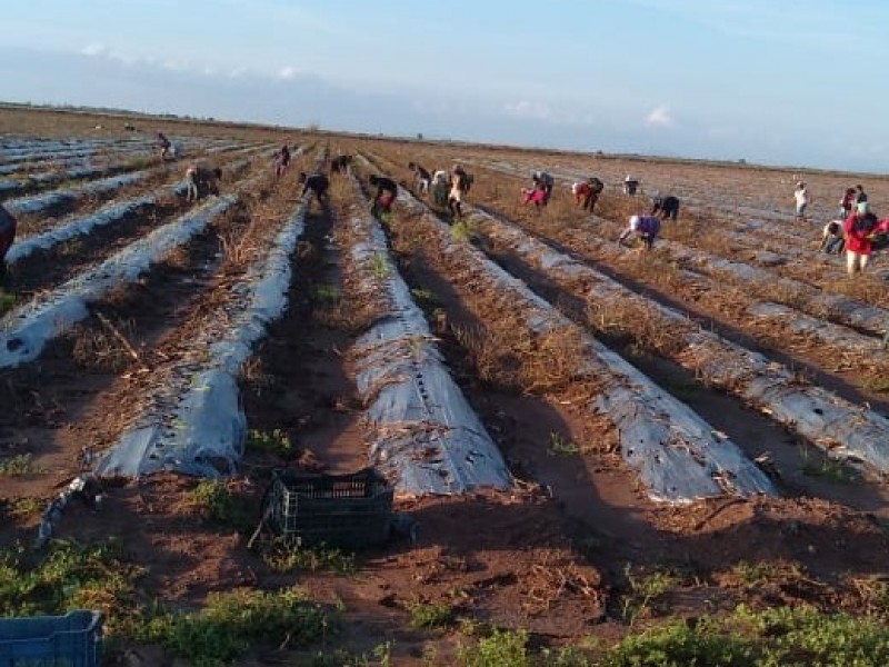 En 15 días se reactivará labor del campo