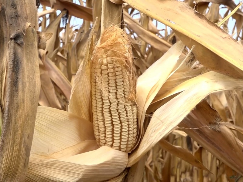 En 20 días arrancan primeras trillas de maíz