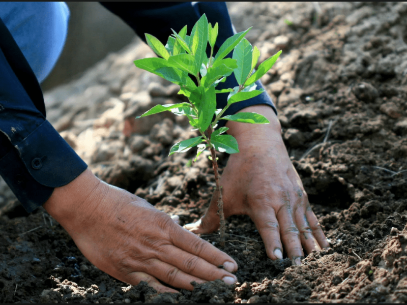 En 2022 se plantaron 6 mil 45 árboles en Querétaro
