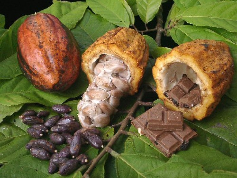 En 32 años, producción de cacao ha decaído 50%