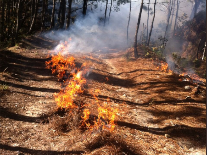 En 7 días, 5 incendios forestales