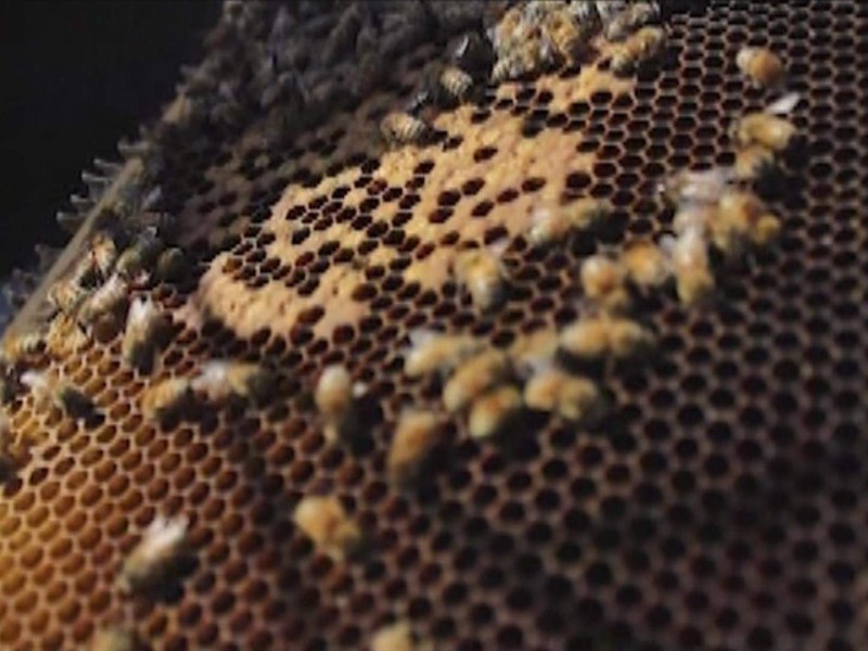 En agonía apicultura en Michoacán