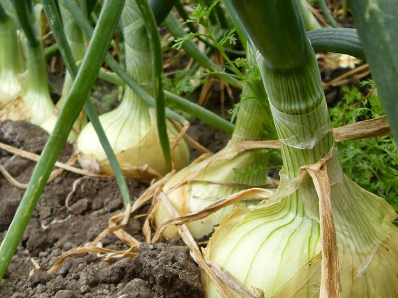 En Angostura productores de cebolla temen caída en precios