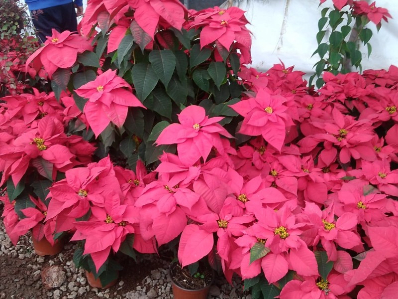 En Atlixco compran las tradicionales flores de nochebuena